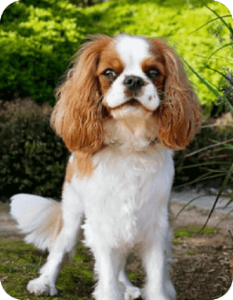 Prun Dog Profile Image