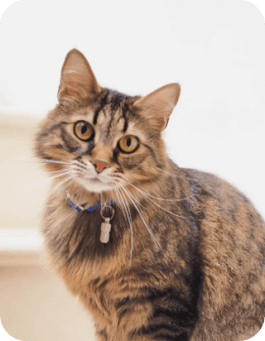 Kiki Cat Profile Image