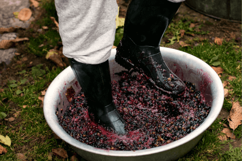 Person Smashing Grapes With Boots