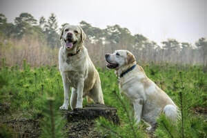 Two dogs in a field