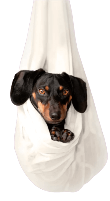Cute dog in sheet