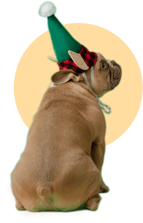 Spread joy with our Holiday Pet Adoption template! Build your heartwarming website today.